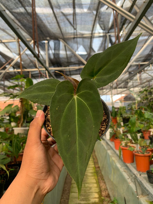 Anthurium Fort Sherman x BVIT — rare Indonesian plant