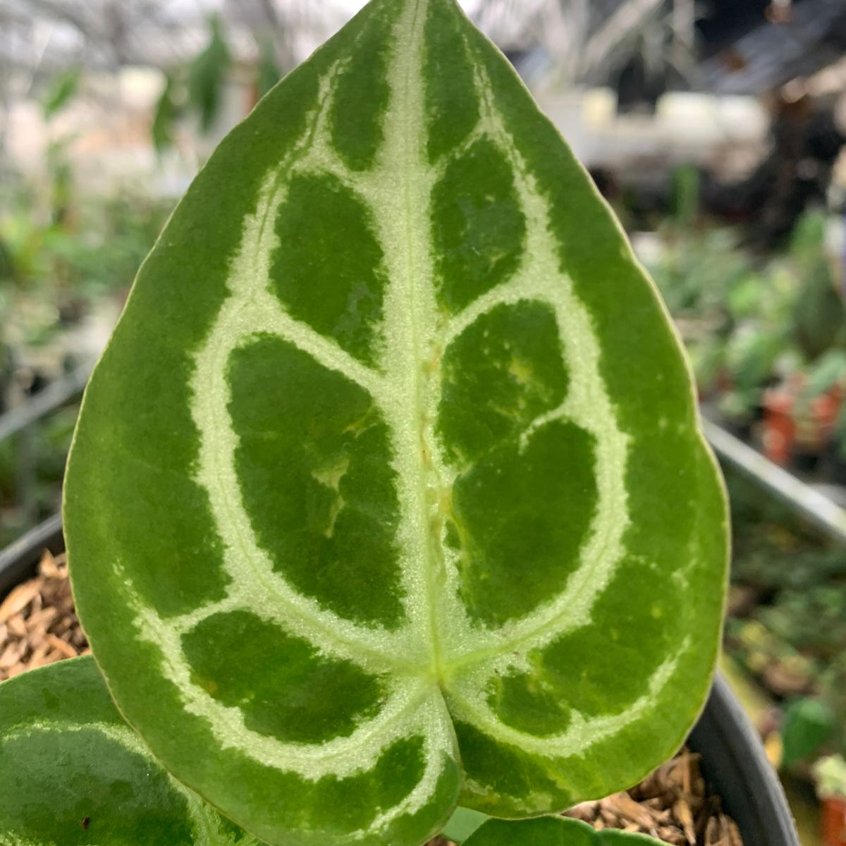Anthurium Silver Blush x Forgetii — photo 3