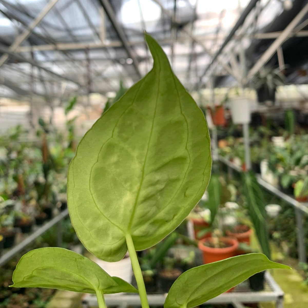 Anthurium Silver Blush x Forgetii — photo 5