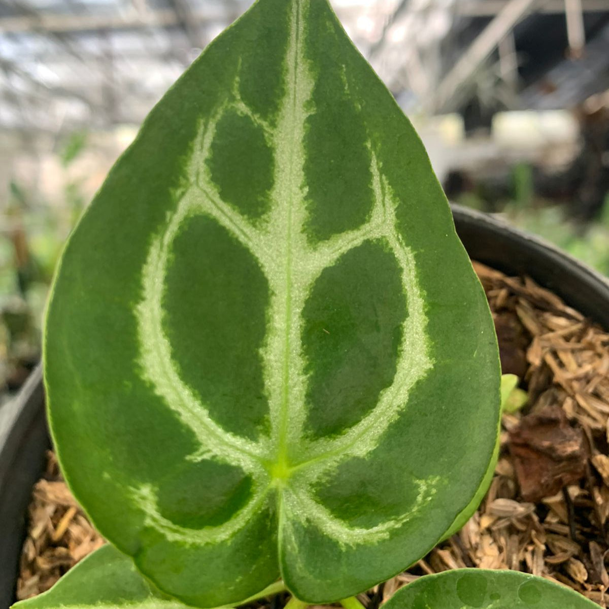 Anthurium Silver Blush x Forgetii — photo 2