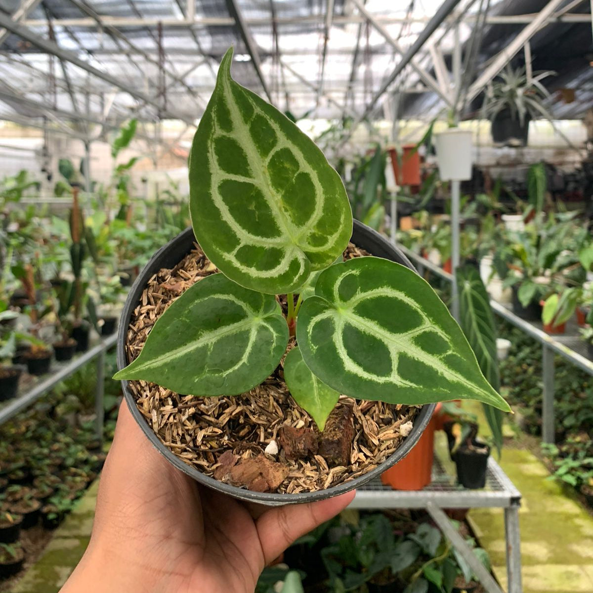 Anthurium Silver Blush x Forgetii — rare Indonesian plant