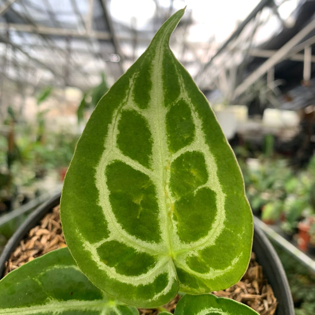 Anthurium Silver Blush x Forgetii — photo 4
