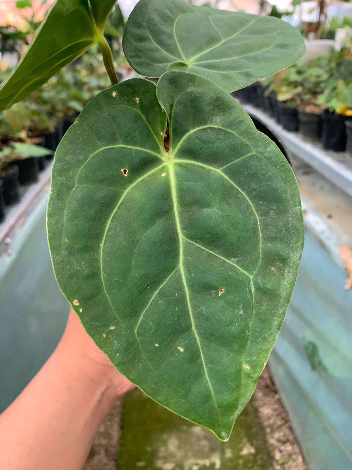 Anthurium Luxurian x Forgeti — photo 3