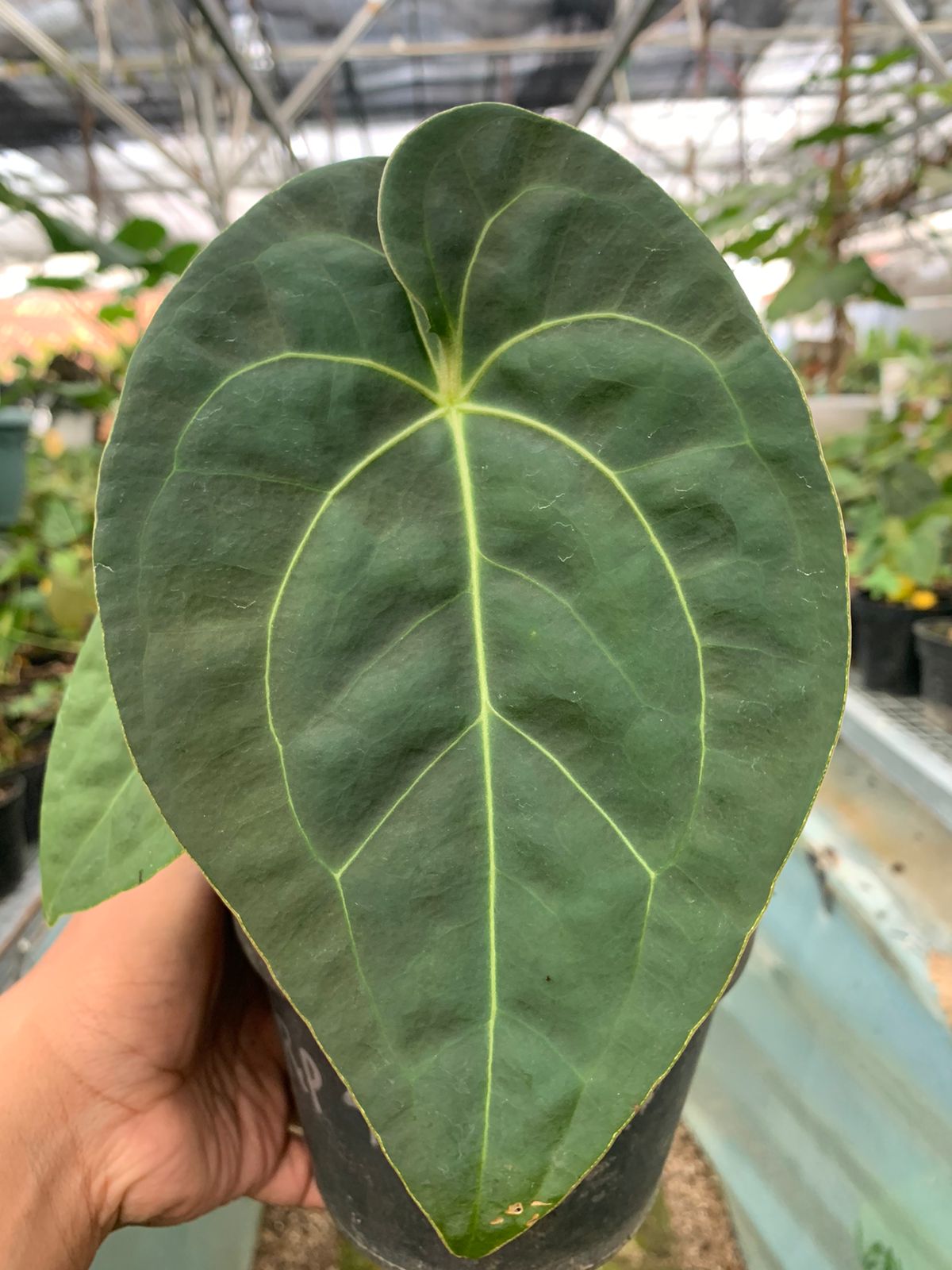 Anthurium Luxurian x Forgeti — photo 2