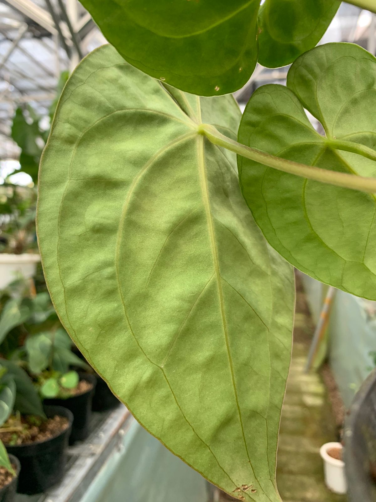 Anthurium Luxurian x Forgeti — photo 5