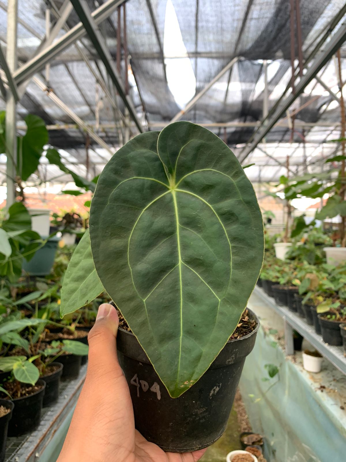Anthurium Luxurian x Forgeti — photo 4