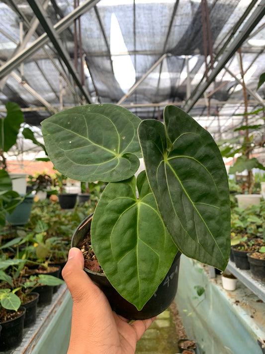 Anthurium Luxurian x Forgeti — rare Indonesian plant