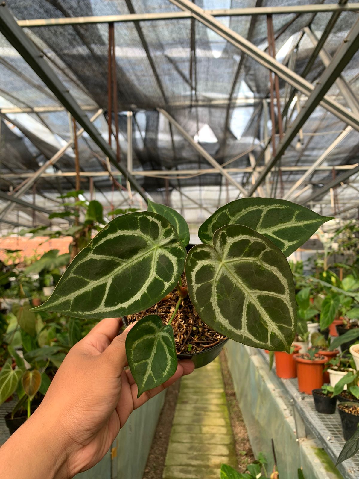 Anthurium Crystallinum x Forgeti — rare Indonesian plant