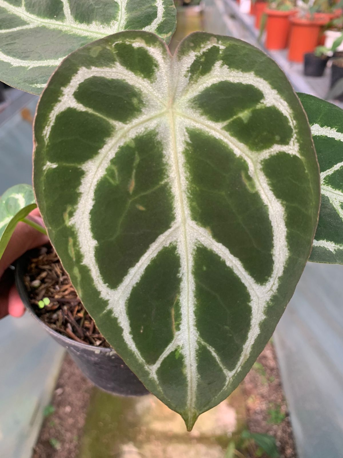 Anthurium Crystallinum x Forgeti — photo 4