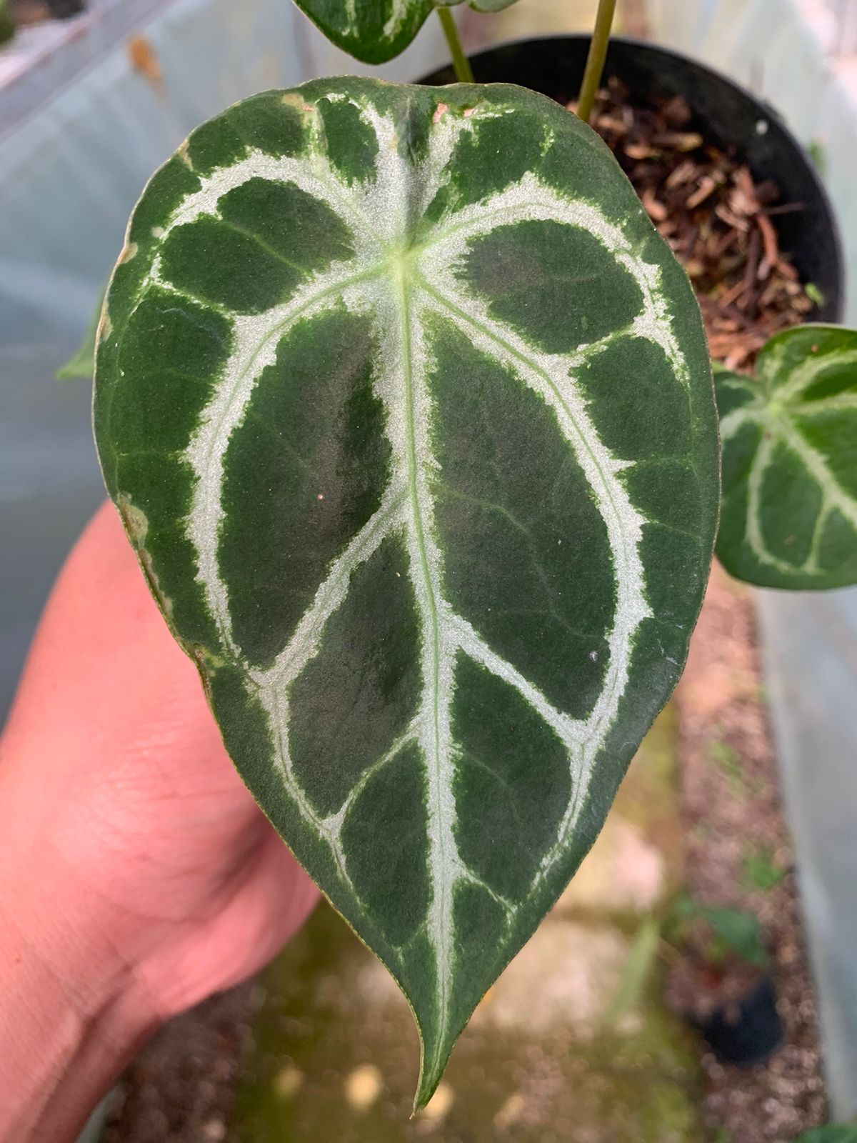 Anthurium Crystallinum x Forgeti — photo 2