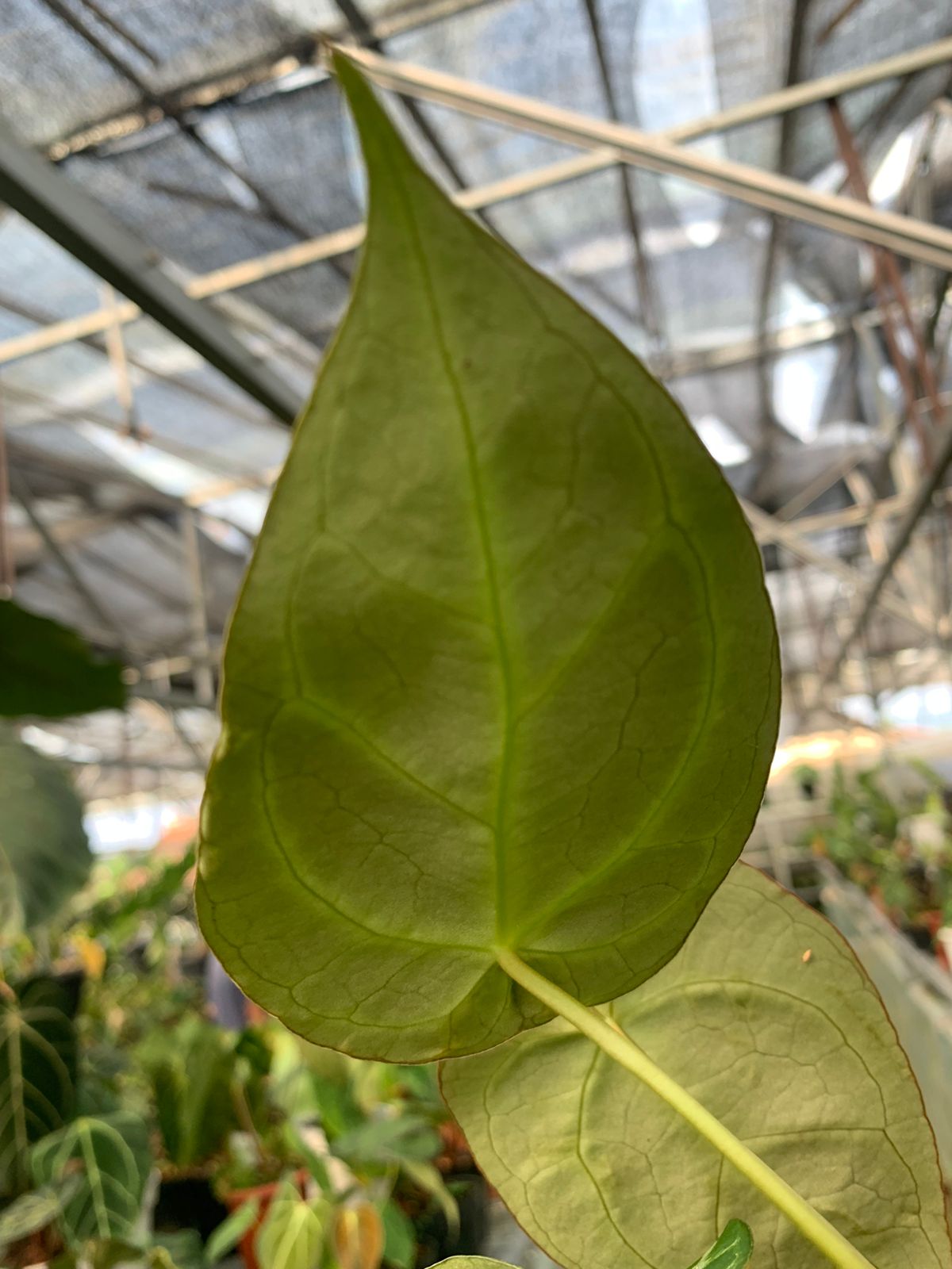 Anthurium Crystallinum x Forgeti — photo 3