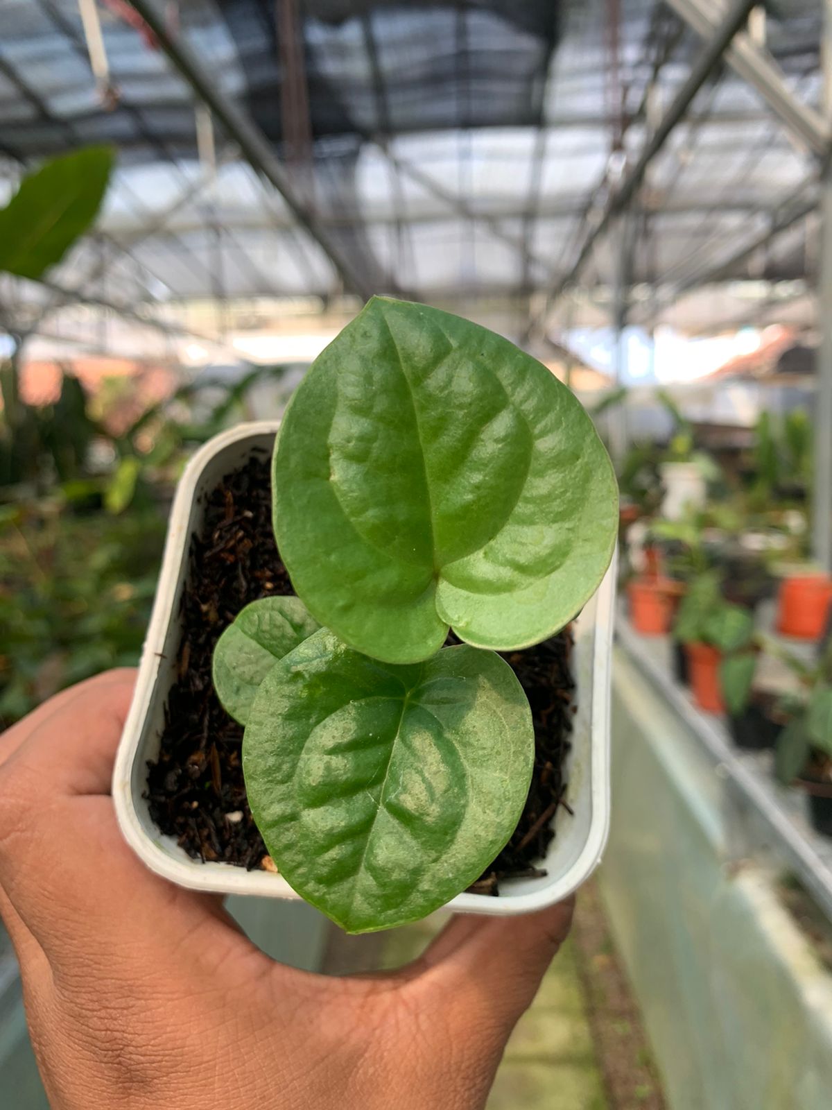 Anthurium Pterodactyl Variegated x Luxurian — rare Indonesian plant