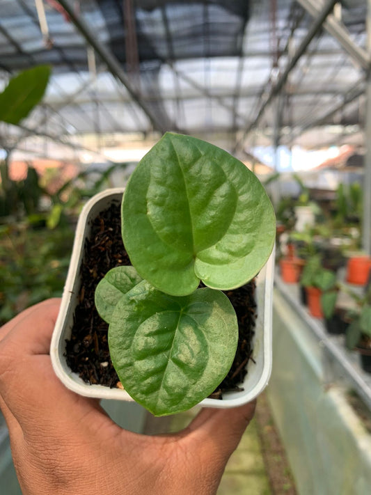 Anthurium Pterodactyl Variegated x Luxurian — rare Indonesian plant