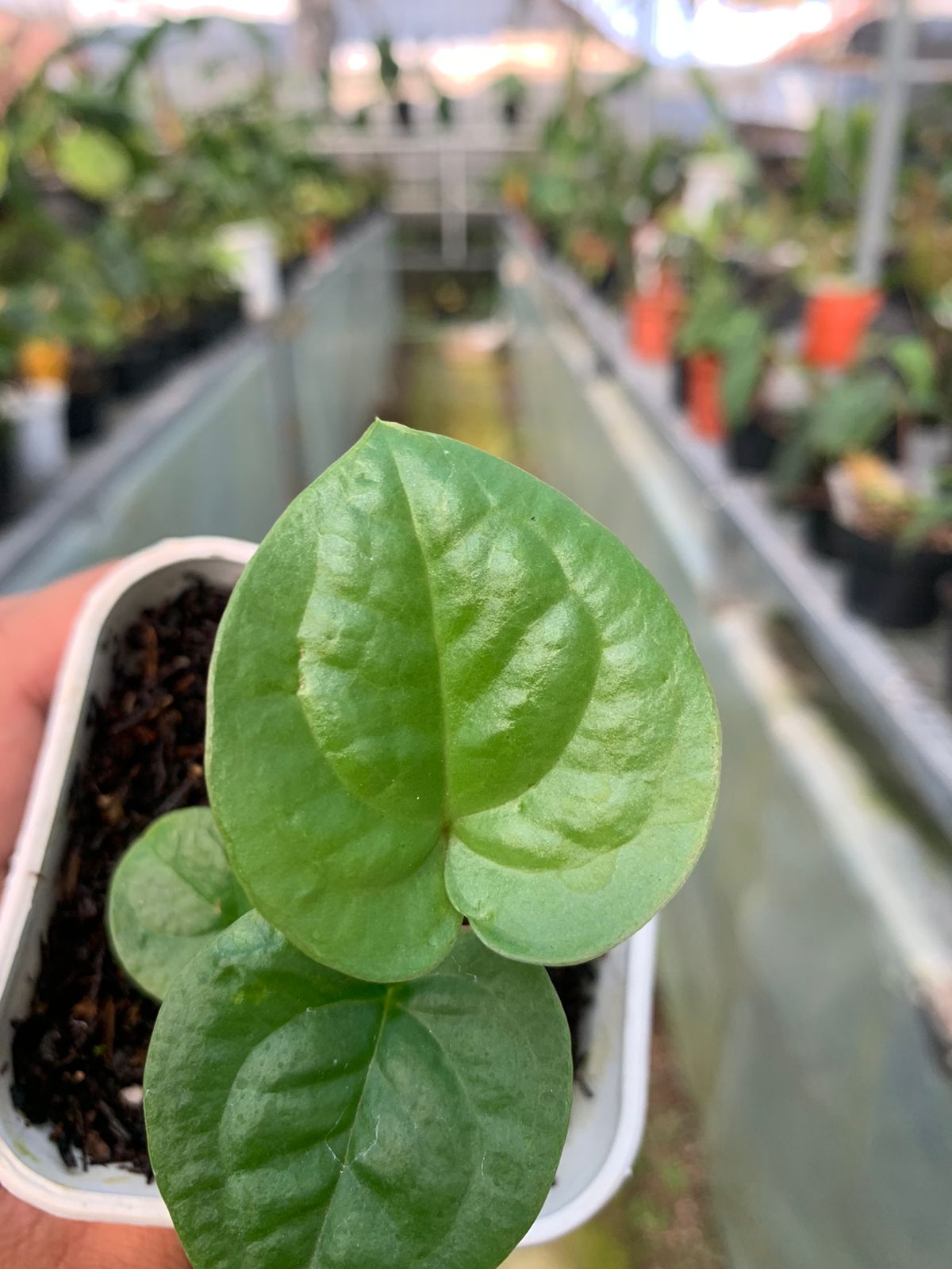 Anthurium Pterodactyl Variegated x Luxurian — photo 2