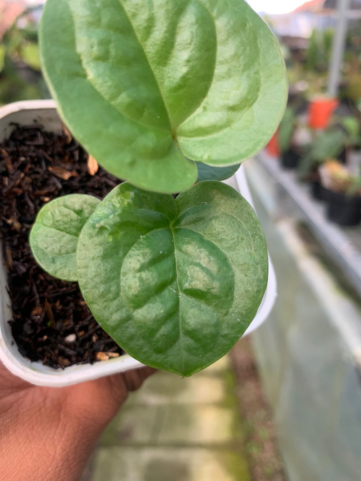 Anthurium Pterodactyl Variegated x Luxurian — photo 3