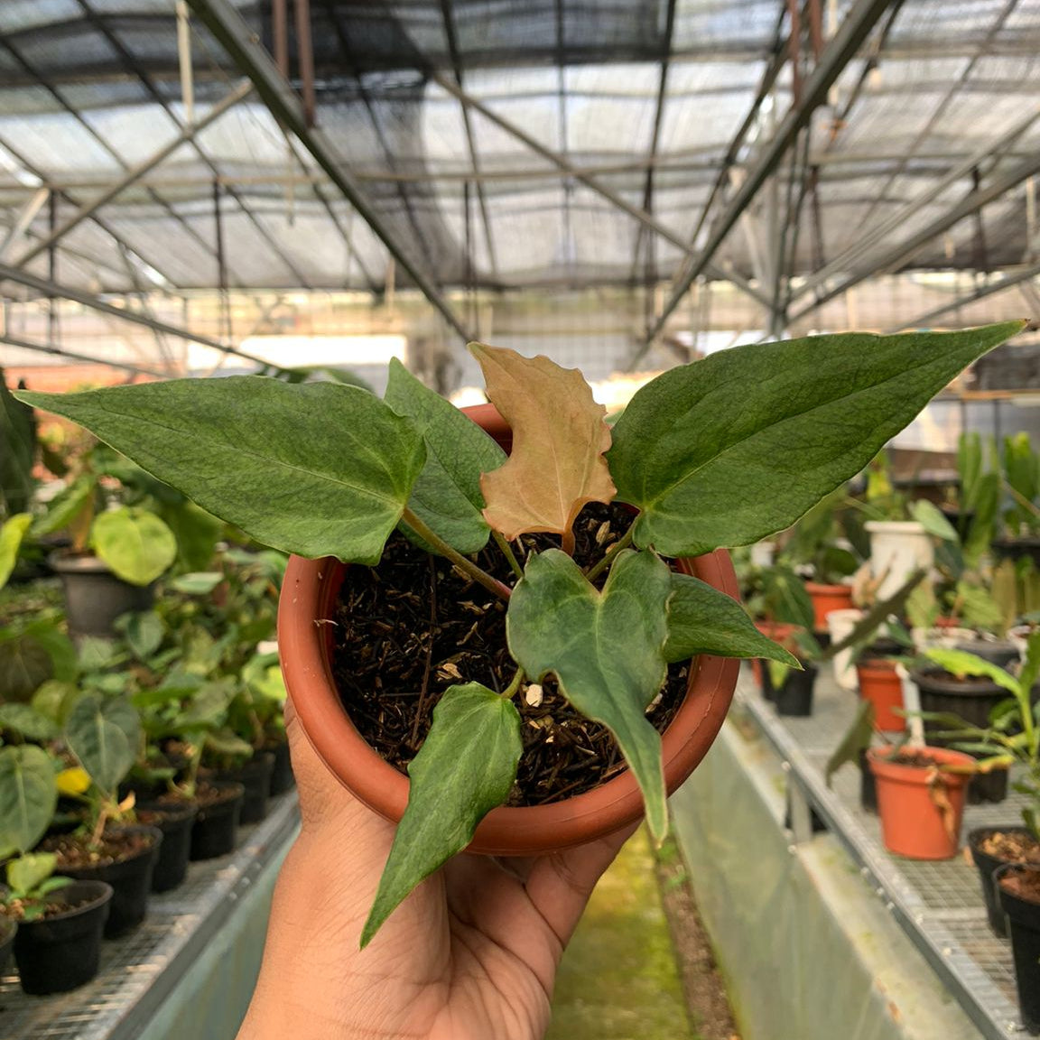 Anthurium Luxurian Indo x Papillilaminum - Indonesian Rare Plants