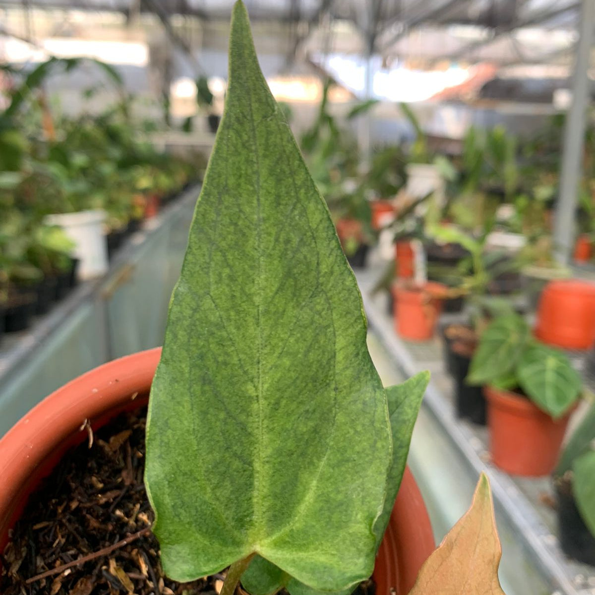 Anthurium Luxurian Indo x Papillilaminum