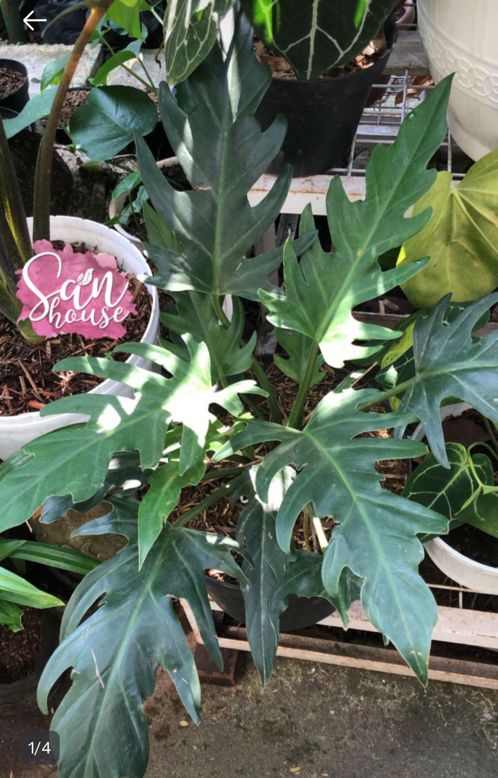 Philodendron Pinnatifidum — rare Indonesian plant