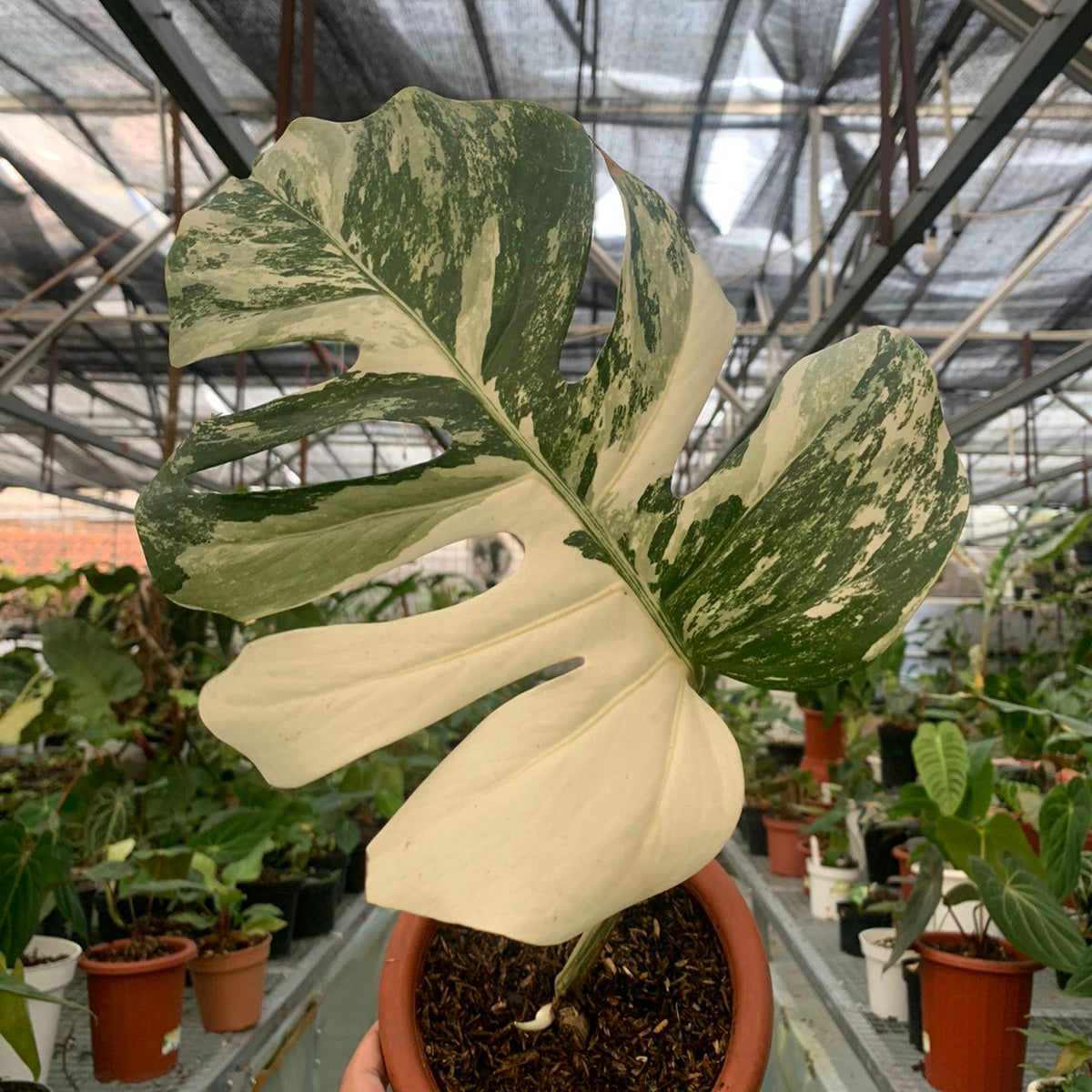 Monstera Albo Variegated 1 Leaf (Fresh Cutting) — rare Indonesian plant
