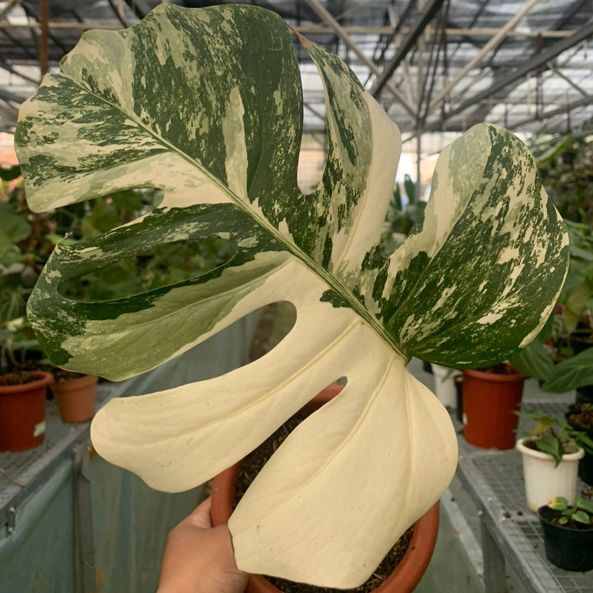 Monstera Albo Variegated 1 Leaf (Fresh Cutting) — photo 3
