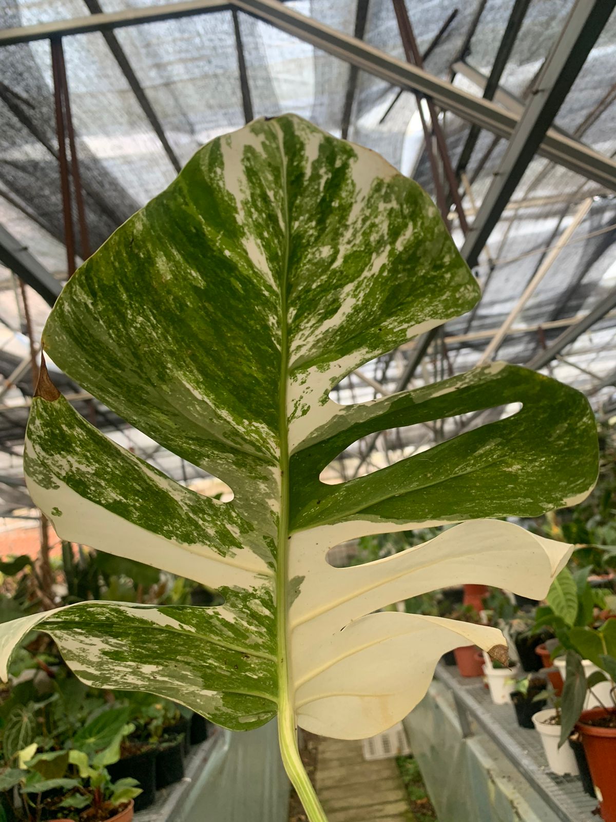Monstera Albo Variegated 1 Leaf (Fresh Cutting) — photo 2