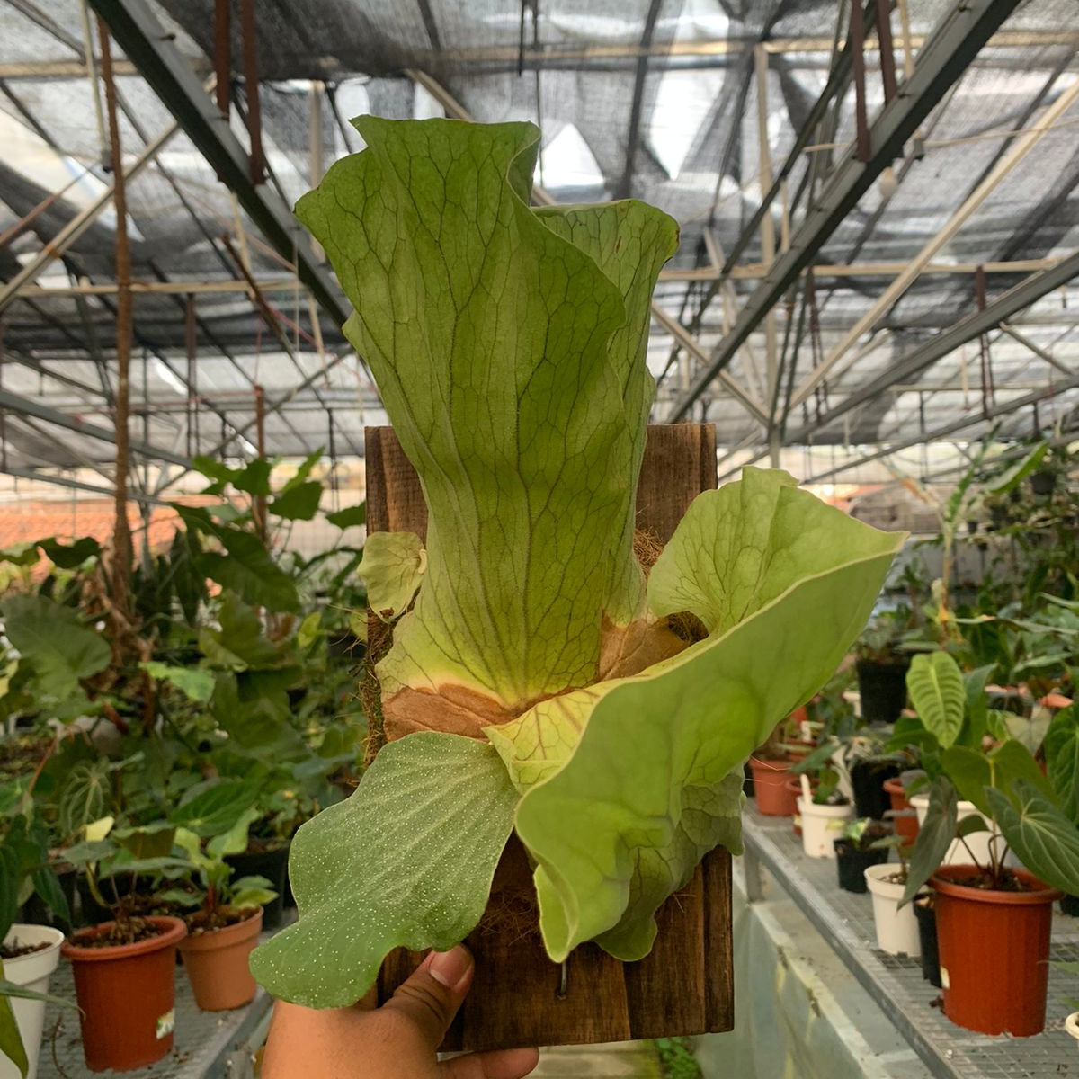 Platycerium Wandae — rare Indonesian plant