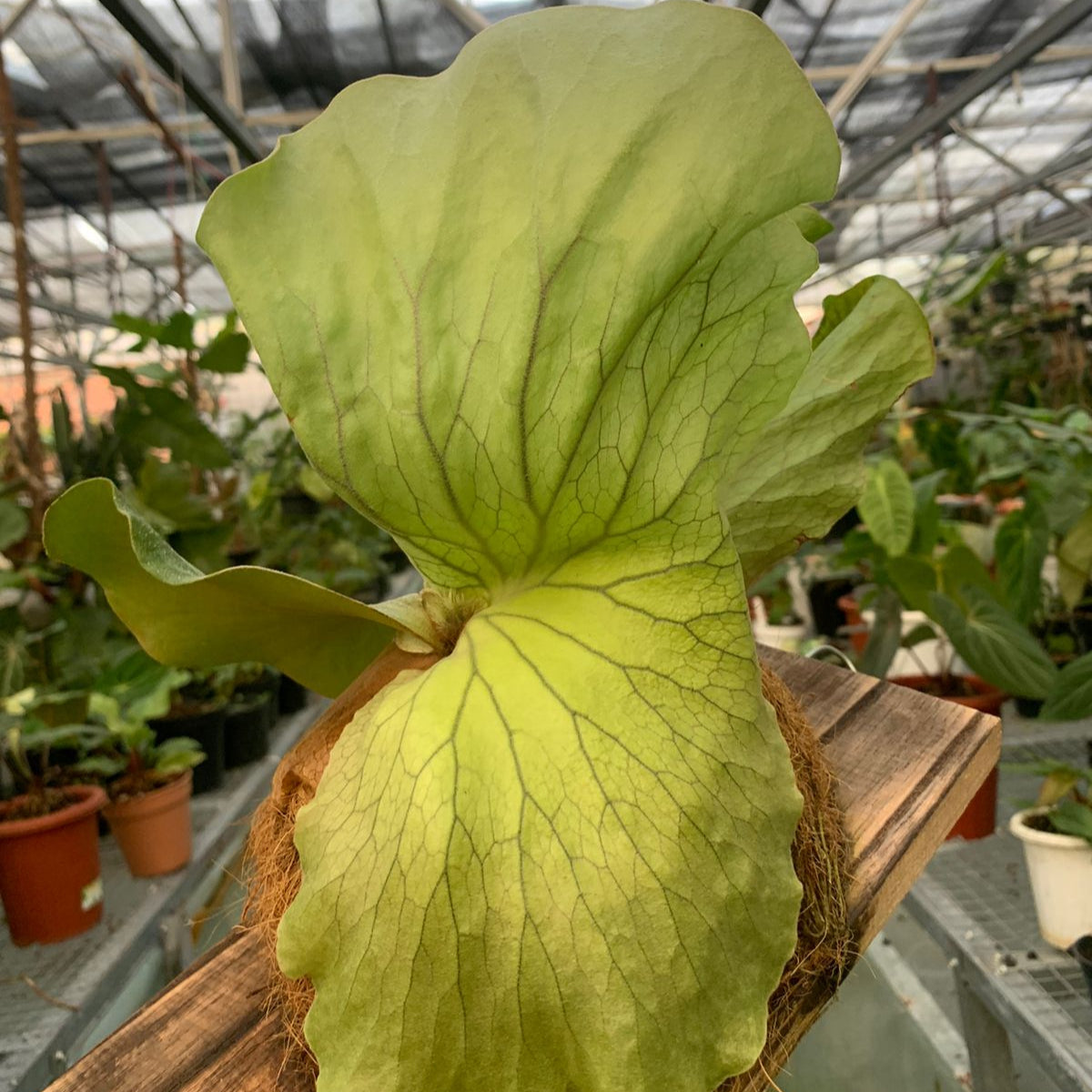 Platycerium Wandae — photo 2