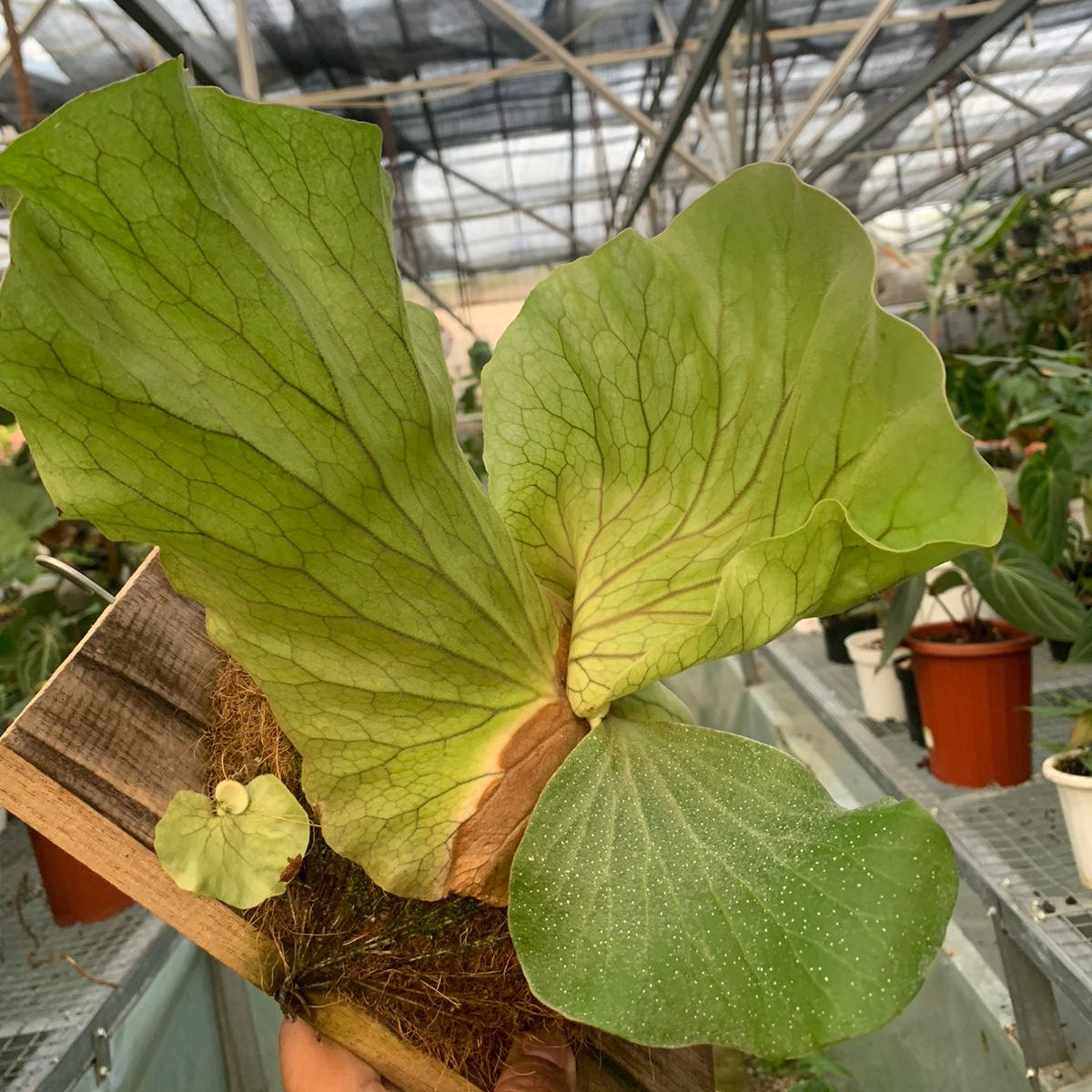 Platycerium Wandae — photo 3
