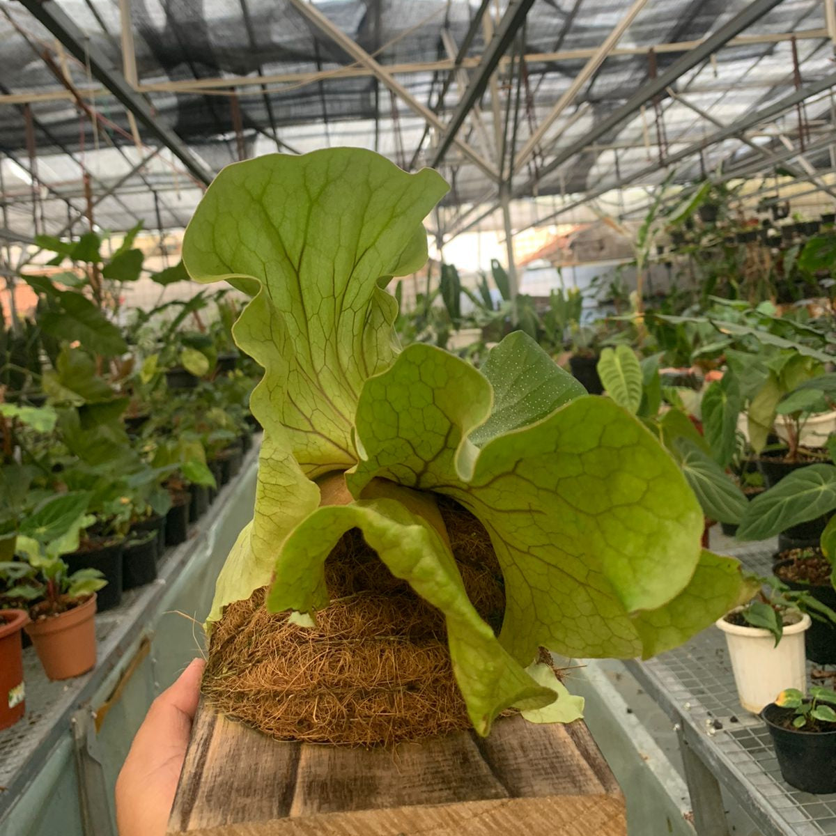 Platycerium Wandae — photo 4