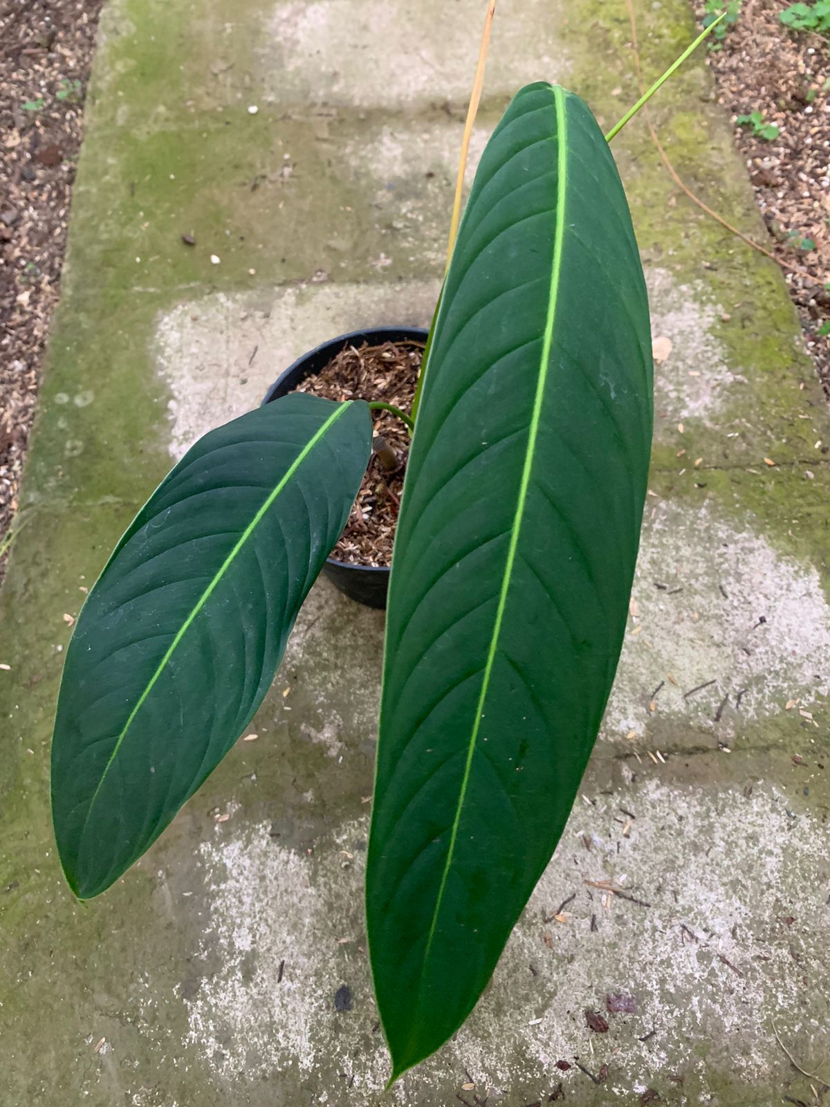 Philodendron Heterocraspedon — rare Indonesian plant