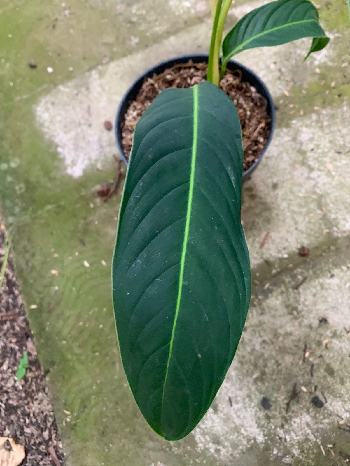 Philodendron Heterocraspedon — photo 3