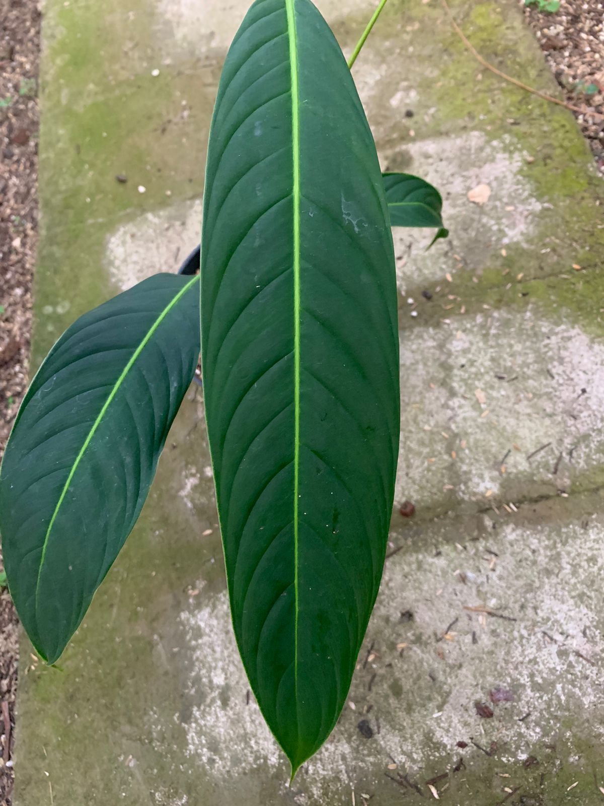 Philodendron Heterocraspedon — photo 2