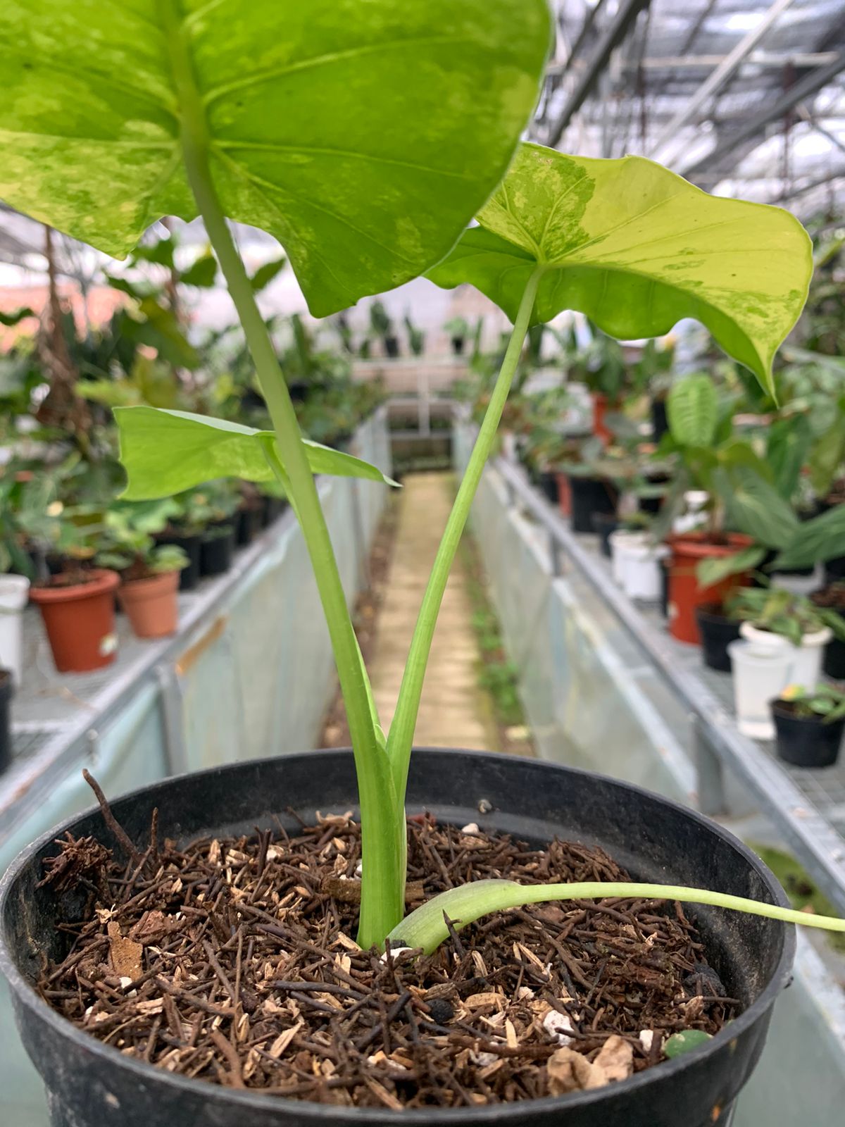 Alocasia Gageana Aurea Variegated — photo 6