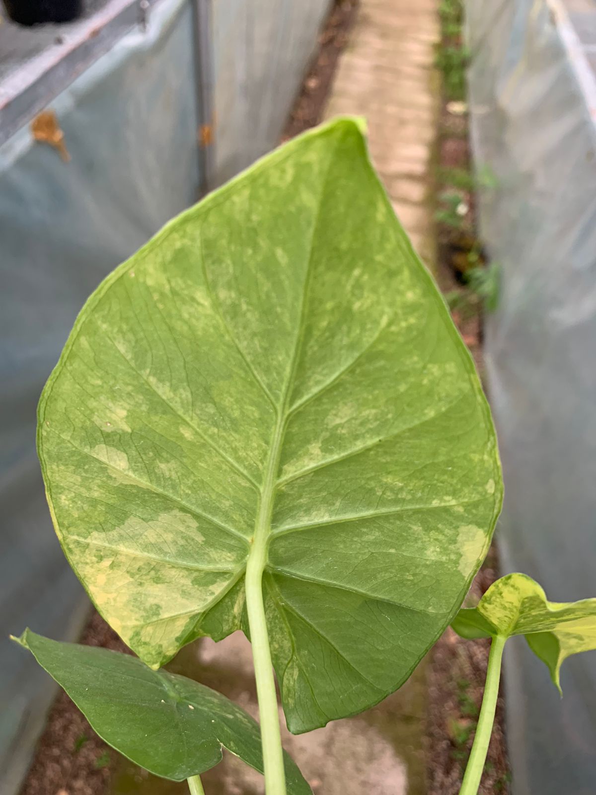 Alocasia Gageana Aurea Variegated — photo 5