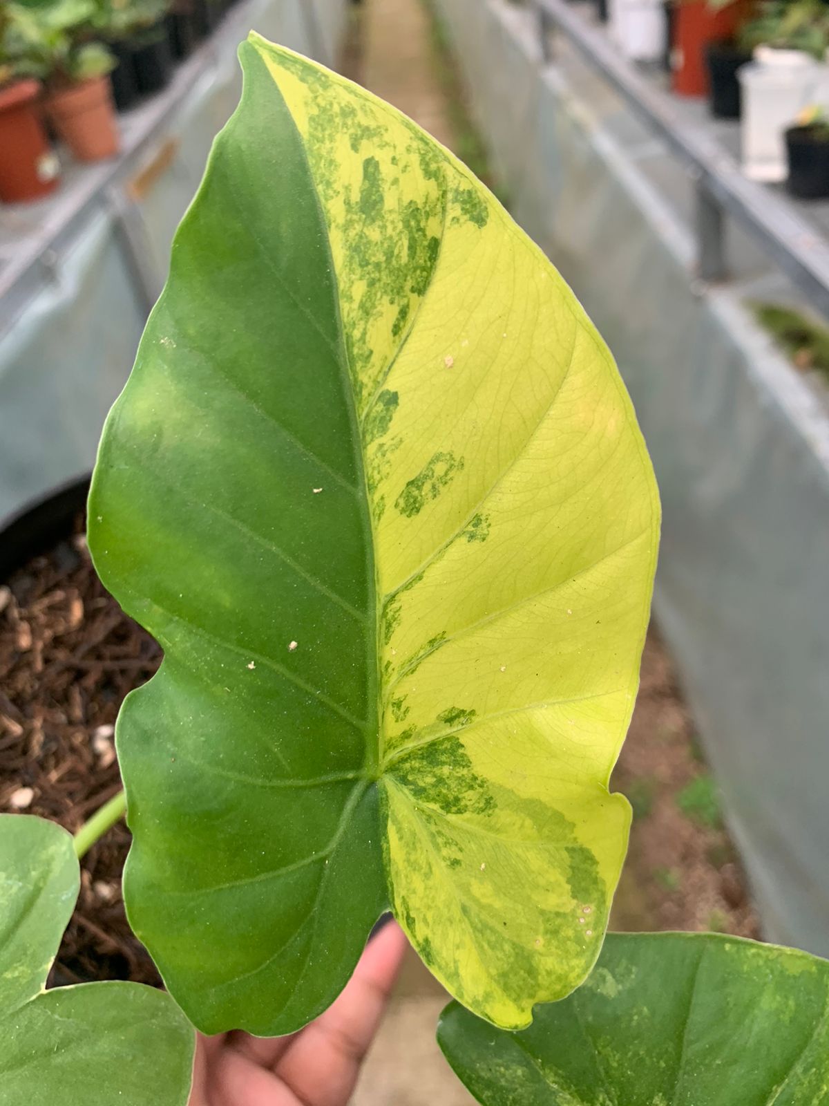 Alocasia Gageana Aurea Variegated — photo 3