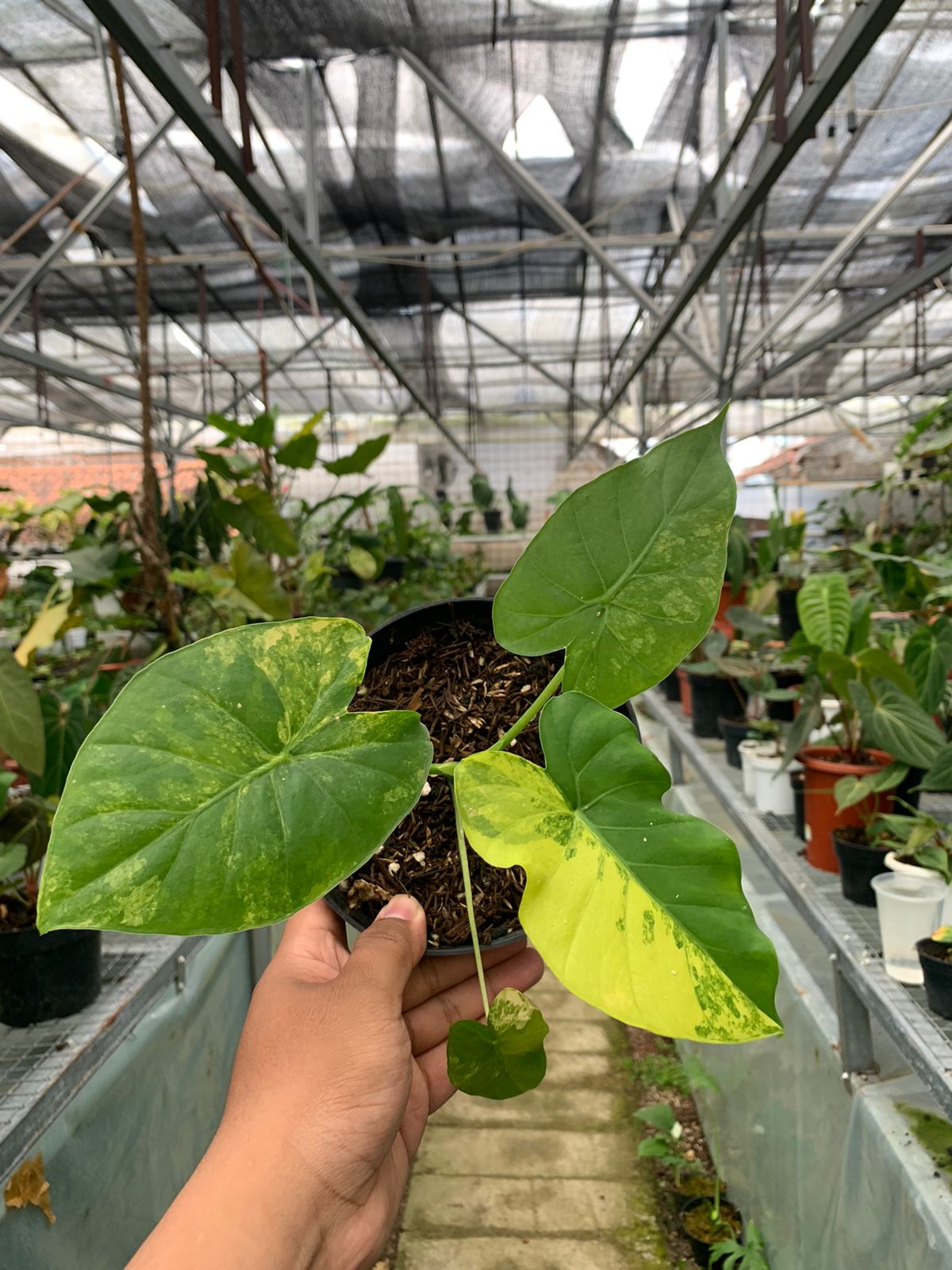 Alocasia Gageana Aurea Variegated — photo 2