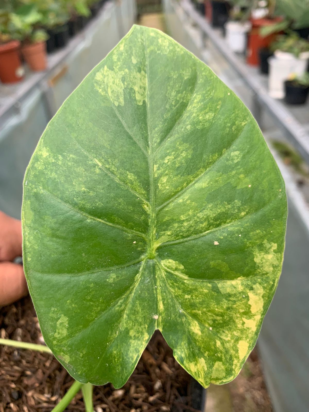 Alocasia Gageana Aurea Variegated — photo 4