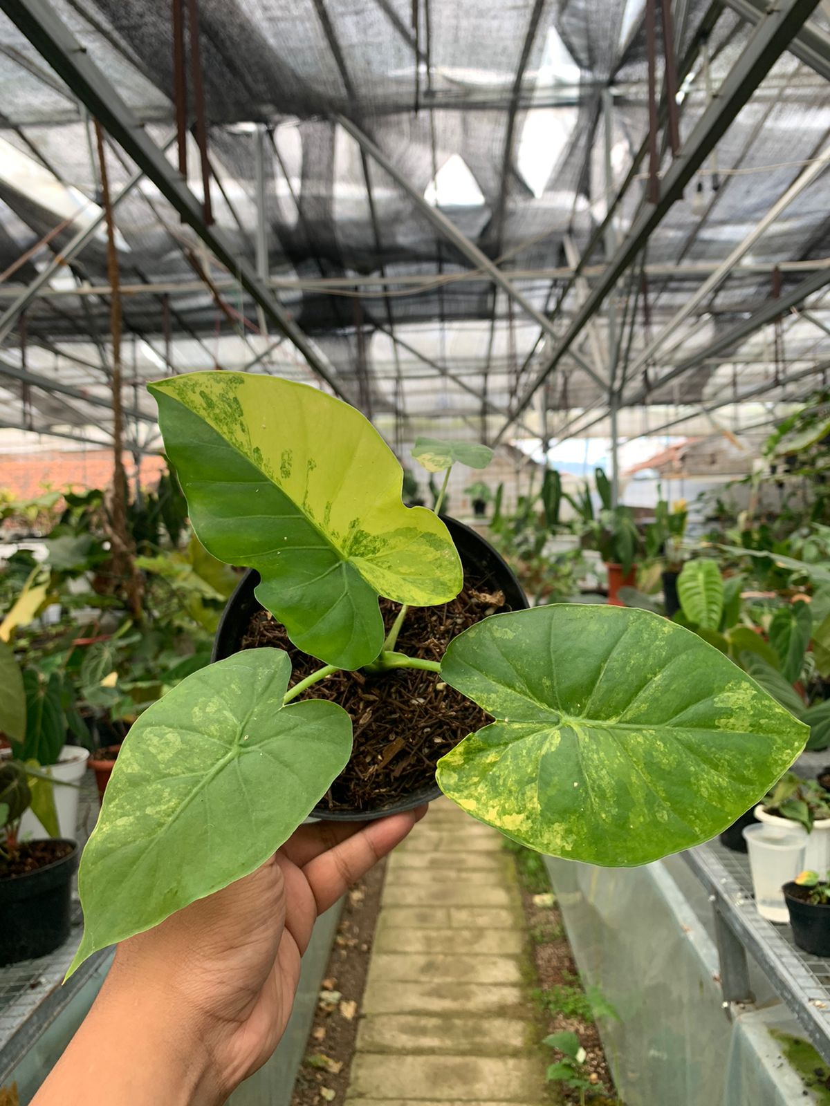 Alocasia Gageana Aurea Variegated — rare Indonesian plant