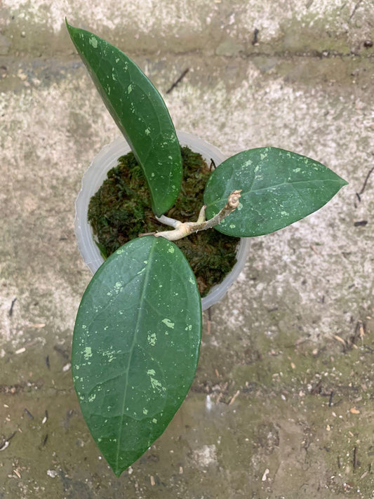 Hoya Verticillata Wonosobo - Indonesian Rare Plants