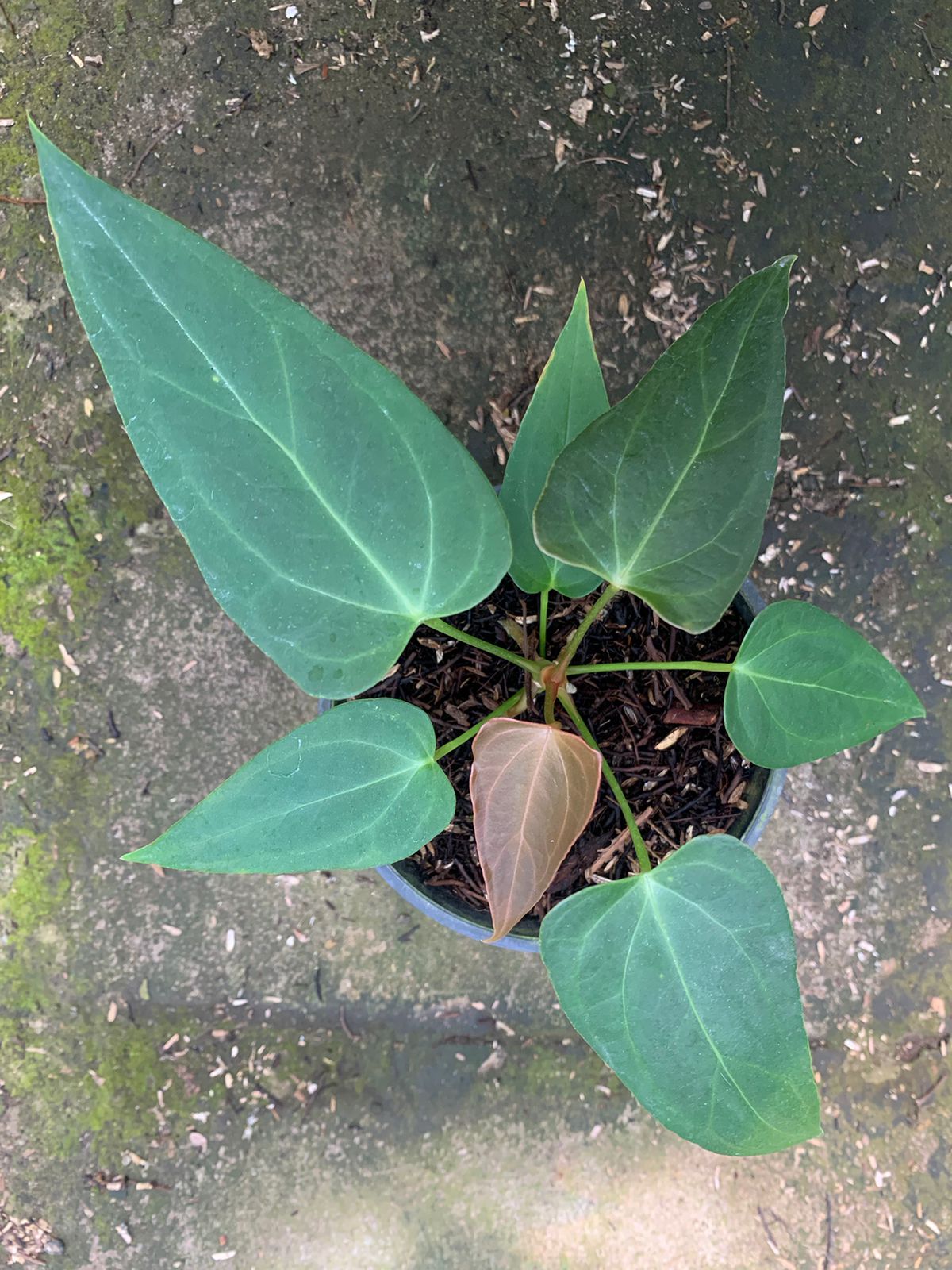 Anthurium Portilae x Papillilaminum - Indonesian Rare Plants