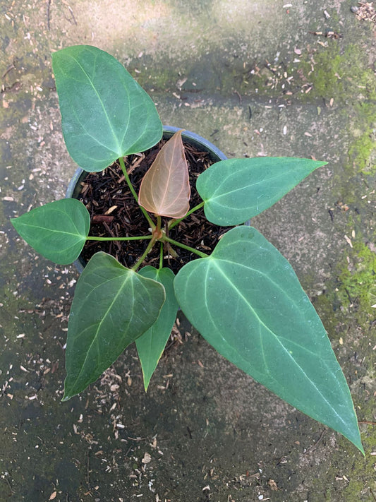 Anthurium Portilae x Papillilaminum - Indonesian Rare Plants