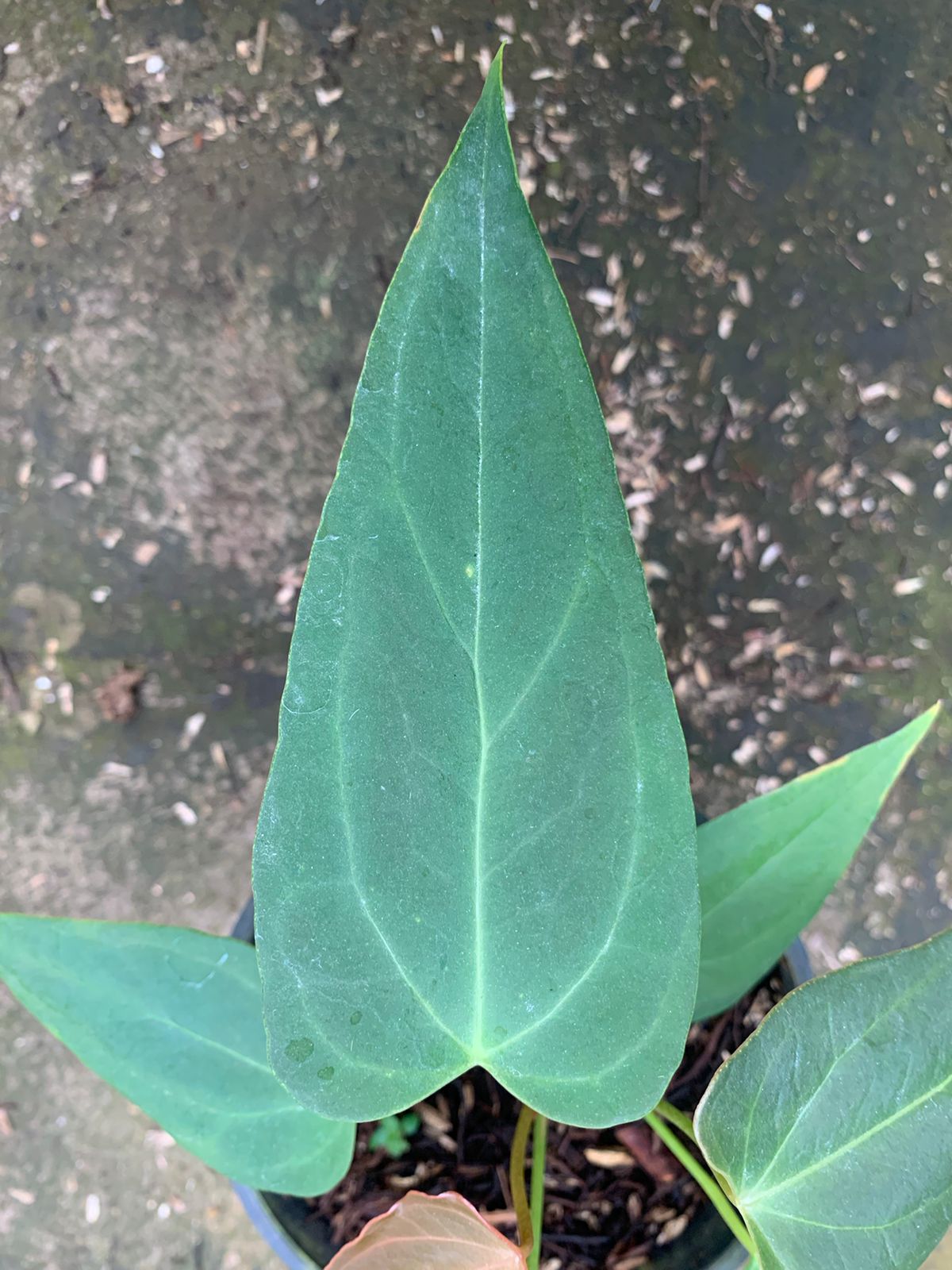 Anthurium Portilae x Papillilaminum