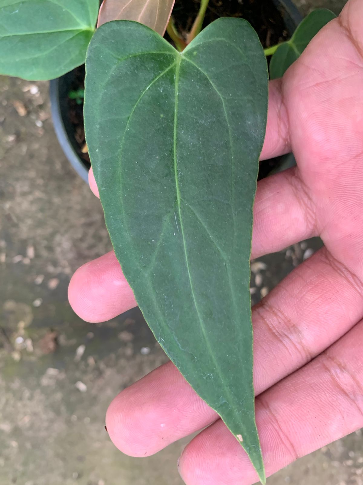 Anthurium Portilae x Papillilaminum