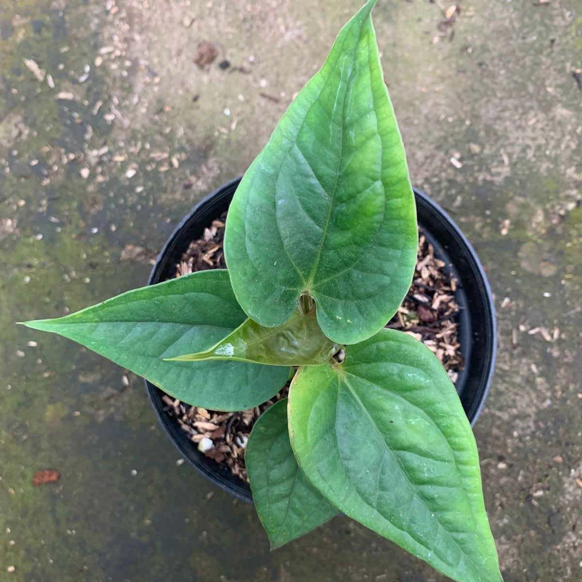 Anthurium Radican x Luxurian - Indonesian Rare Plants