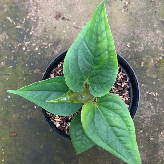 Anthurium Radican x Luxurian - Indonesian Rare Plants