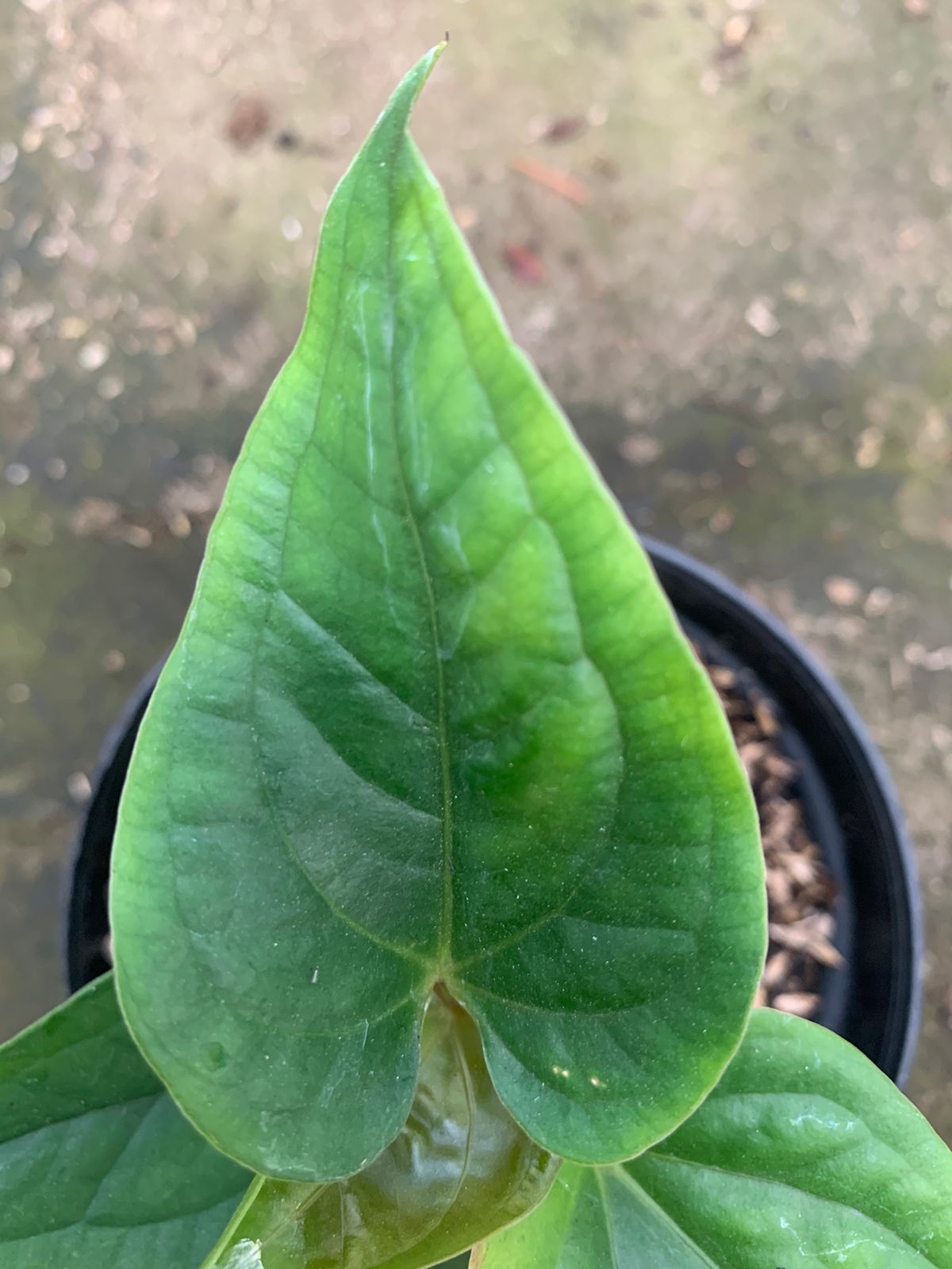 Anthurium Radican x Luxurian