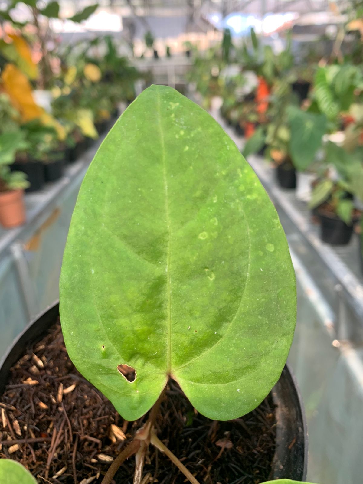 Anthurium Falcatum Hybrid — photo 3