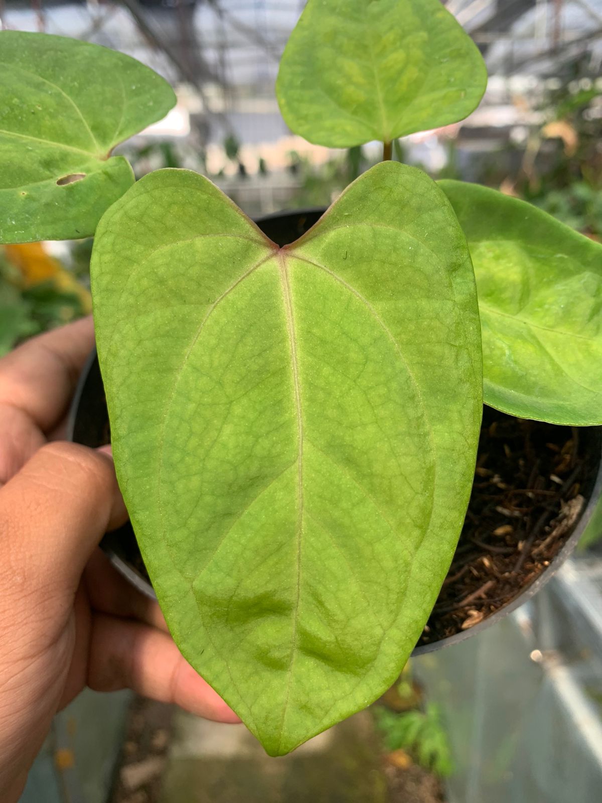 Anthurium Falcatum Hybrid — photo 2