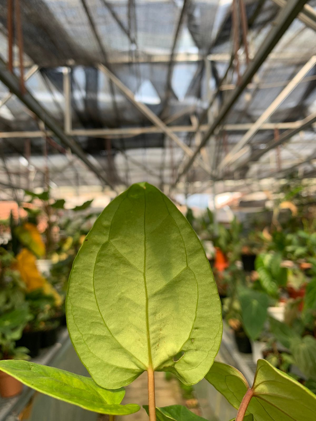 Anthurium Falcatum Hybrid — photo 4