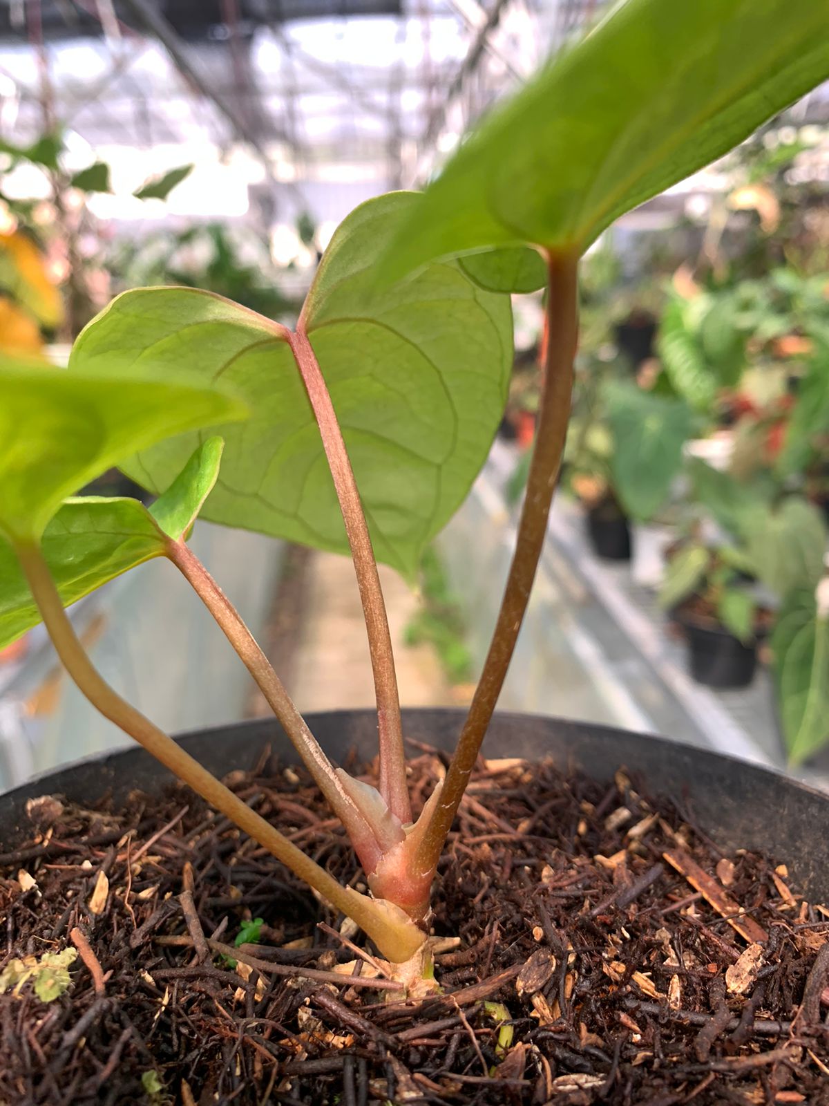 Anthurium Falcatum Hybrid — photo 5